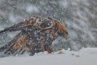 309 - EAGLE IN SNOW - KYTTALA OSMO - finland